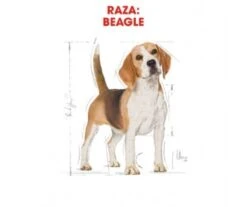 CROQUETTES CHIEN BEAGLE ADULT 12KG - ROYAL CANIN 8 CROQUETTES CHIEN BEAGLE ADULT 12KG - ROYAL CANIN -Jardin Extérieur croquettes beagle adult 12kg 3