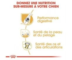 CROQUETTES CHIEN BERGER ALLEMAND ADULT 11KG - ROYAL CANIN 5 CROQUETTES CHIEN BERGER ALLEMAND ADULT 11KG - ROYAL CANIN -Jardin Extérieur croquettes berger allemand adult 11kg 2