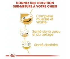 CROQUETTES CHIEN JACK RUSSELL ADULT 3KG - ROYAL CANIN -Jardin Extérieur croquettes jack russell adult 3kg 2