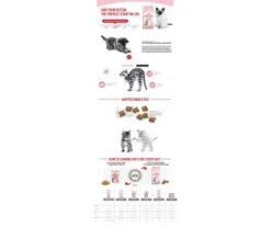 CROQUETTES CHATON STERILISED 2KG - ROYAL CANIN 7 CROQUETTES CHATON STERILISED 2KG - ROYAL CANIN -Jardin Extérieur croquettes kitten sterilised 2kg 3