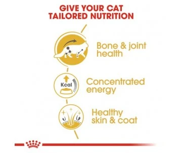 CROQUETTES CHAT MAINE COON ADULT 4KG - ROYAL CANIN 2 CROQUETTES CHAT MAINE COON ADULT 4KG - ROYAL CANIN – Image 2