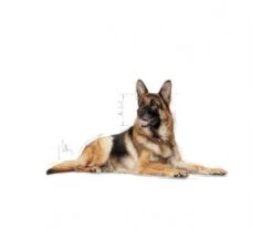 CROQUETTES CHIEN MAXI AGEING 8+ 15KG - ROYAL CANIN 8 CROQUETTES CHIEN MAXI AGEING 8+ 15KG - ROYAL CANIN -Jardin Extérieur croquettes maxi ageing8 15kg 3