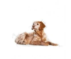 CROQUETTES CHIEN MEDIUM AGEING 10+ 15KG - ROYAL CANIN -Jardin Extérieur croquettes medium ageing10 15kg 2