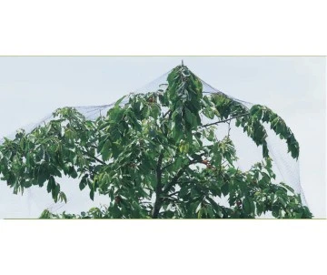 FILET PROTECTION OISEAUX 2x10m 2 FILET PROTECTION OISEAUX 2x10m – Image 2