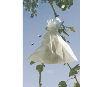 HOUSSE FRUITS 17x22CM X50 3 HOUSSE FRUITS 17x22CM X50 – Image 3