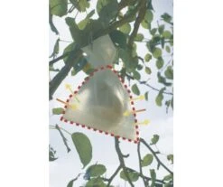 HOUSSE FRUITS 17x22CM X50 8 HOUSSE FRUITS 17x22CM X50 -Jardin Extérieur housse fruits 17x22cm x50 3