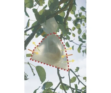 HOUSSE FRUITS 17x22CM X50 4 HOUSSE FRUITS 17x22CM X50 – Image 4