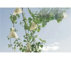 HOUSSE FRUITS 17x22CM X50 9 HOUSSE FRUITS 17x22CM X50 -Jardin Extérieur housse fruits 17x22cm x50 4