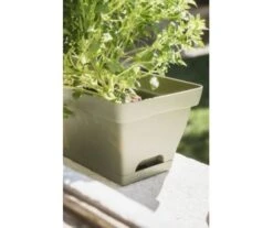 LOT 2 JARD.ROMEO 50+SOUC.KAKI