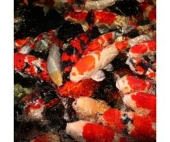 ALIMENT POUR KOÏS ET POSSIONS DE BASSIN PROPOND ALL SEASON M 7.5KG - JBL -Jardin Extérieur propond allseason m 75kg 2